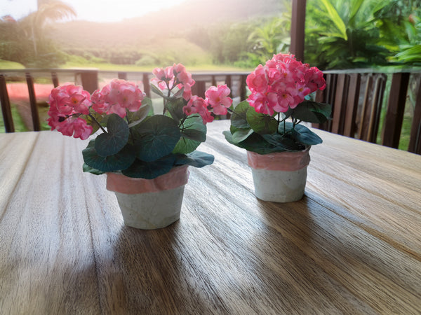 2 Potted Pink Geraniums